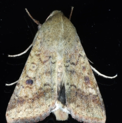 Helicoverpa (genus) (A bollworm) at Ainslie, ACT - 8 Jan 2021 by jb2602