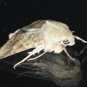 Helicoverpa (genus) at Ainslie, ACT - 8 Jan 2021