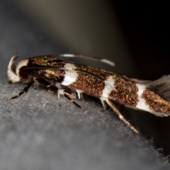 Limnaecia chionospila (Cosmopterigid) at Melba, ACT - 5 Nov 2020 by Bron