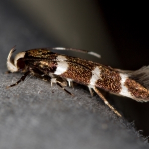 Limnaecia chionospila at Melba, ACT - 5 Nov 2020