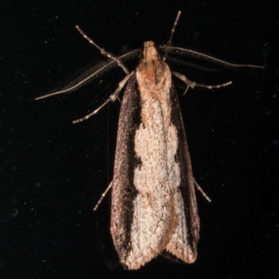 Leptocroca sanguinolenta (A Concealer moth) at Melba, ACT - 1 Jun 2021 by kasiaaus