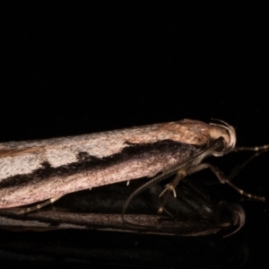 Leptocroca sanguinolenta at Melba, ACT - 2 Jun 2021