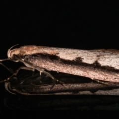 Leptocroca sanguinolenta at Melba, ACT - 2 Jun 2021