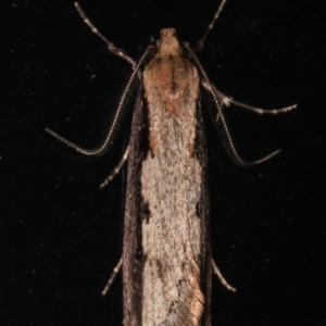 Leptocroca sanguinolenta at Melba, ACT - 2 Jun 2021