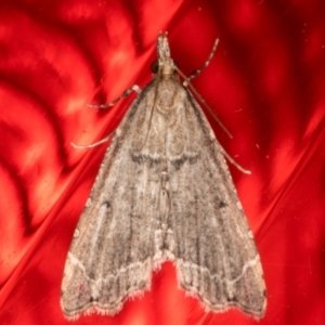 Diplopseustis perieresalis at Melba, ACT - 2 Jun 2021