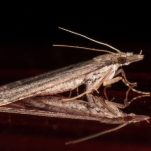 Diplopseustis perieresalis at Melba, ACT - 2 Jun 2021