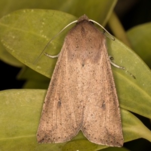 Mythimna (Pseudaletia) convecta at Melba, ACT - 2 Jun 2021