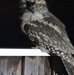 Podargus strigoides (Tawny Frogmouth) at Pearce, ACT - 3 Jun 2021 by George