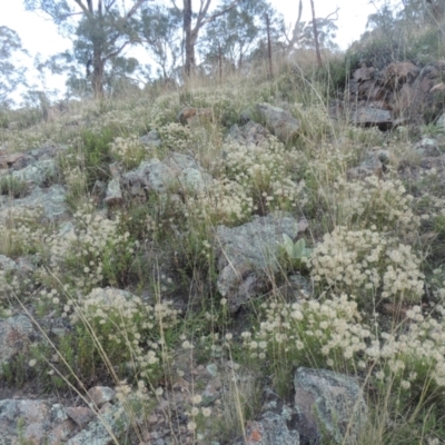 Vittadinia muelleri (Narrow-leafed New Holland Daisy) at Conder, ACT - 30 Mar 2021 by MichaelBedingfield