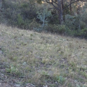 Vittadinia muelleri at Conder, ACT - 30 Mar 2021 07:29 PM