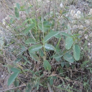 Oxytes brachypoda at Conder, ACT - 30 Mar 2021