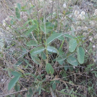 Oxytes brachypoda (Large Tick-trefoil) at Rob Roy Range - 30 Mar 2021 by MichaelBedingfield