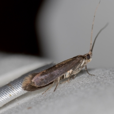 Tritymba unidentified species (Plutellid moth) at Melba, ACT - 5 Nov 2020 by Bron