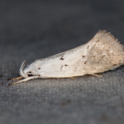 Thalerotricha mylicella (Wingia Group) at Melba, ACT - 5 Nov 2020 by Bron