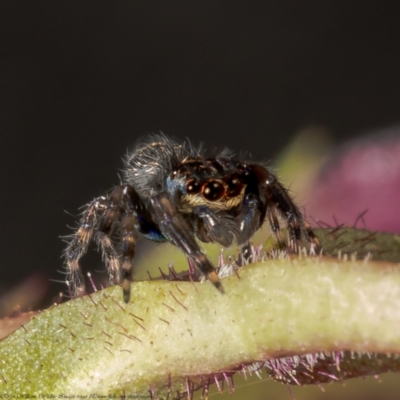 Unverified Spider at  - suppressed by Roger