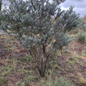 Acacia cultriformis at Bruce, ACT - 4 Jun 2021 10:17 AM