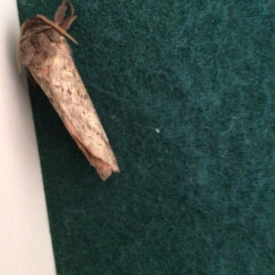 Oxycanus silvanus (Pale Oxycanus) at Pambula Preschool - 4 Jun 2021 by elizabethgleeson