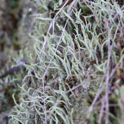 Unidentified Moss, Lichen, Liverwort, etc at West Wodonga, VIC - 4 Jun 2021 by Kyliegw