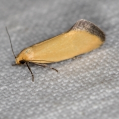 Microbela allocoma (A concealer moth) at Jacka, ACT - 6 Nov 2020 by Bron