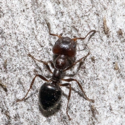 Myrmecorhynchus emeryi (Possum Ant) at Bruce, ACT - 4 Jun 2021 by Roger
