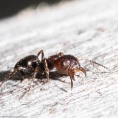 Myrmecorhynchus emeryi at Bruce, ACT - 4 Jun 2021