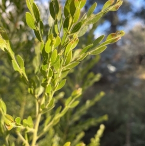 Acacia howittii at Hughes, ACT - 4 Jun 2021 03:31 PM