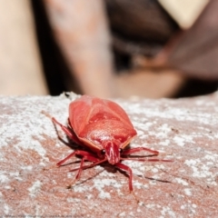 Pentatomoidea (superfamily) at Bruce, ACT - 4 Jun 2021