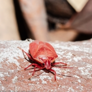 Pentatomoidea (superfamily) at Bruce, ACT - 4 Jun 2021