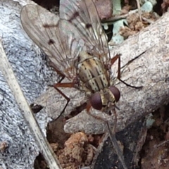 Helina sp. (genus) (Muscid fly) at Campbell Park Woodland - 24 May 2021 by JanetRussell
