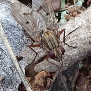 Helina sp. (genus) at Majura, ACT - 24 May 2021