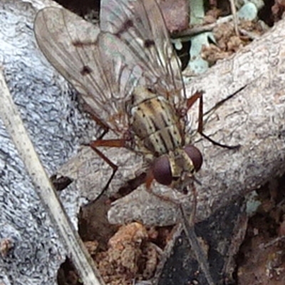 Helina sp. (genus) (Muscid fly) at Campbell Park Woodland - 24 May 2021 by JanetRussell