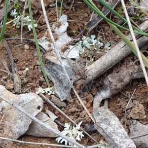 Helina sp. (genus) at Majura, ACT - 24 May 2021