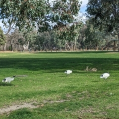 Threskiornis molucca (Australian White Ibis) at Albury, NSW - 4 Jun 2021 by Darcy