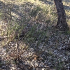 Xerochrysum viscosum (Sticky Everlasting) at Lavington, NSW - 4 Jun 2021 by Darcy