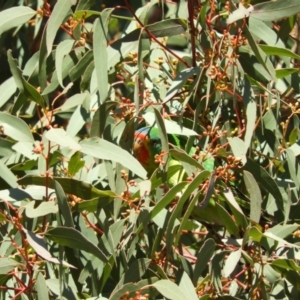 Lathamus discolor at Kambah, ACT - suppressed