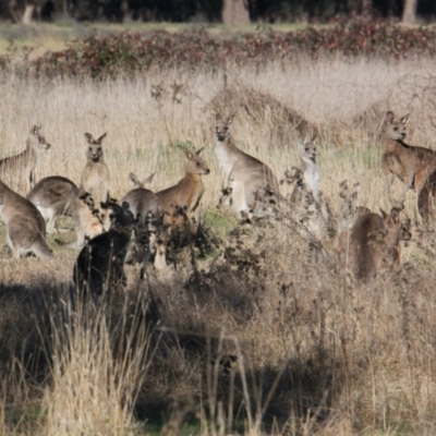 Macropus giganteus (Eastern Grey Kangaroo) at Albury - 4 Jun 2021 by PaulF