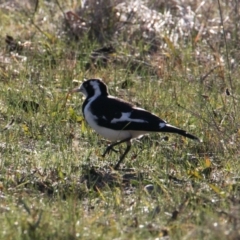 Grallina cyanoleuca (Magpie-lark) at East Albury, NSW - 4 Jun 2021 by PaulF