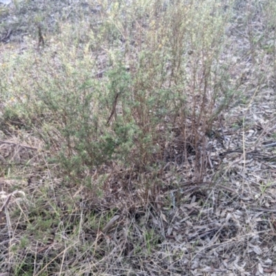 Xerochrysum viscosum (Sticky Everlasting) at Lavington, NSW - 4 Jun 2021 by Darcy