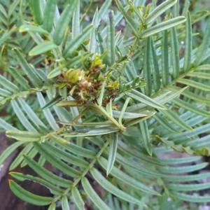 Senna aciphylla at Paddys River, ACT - 30 May 2021