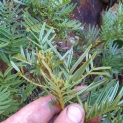 Senna aciphylla at Paddys River, ACT - 30 May 2021