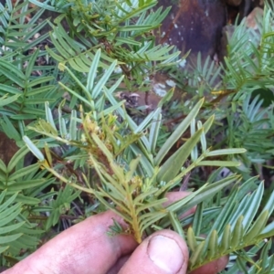 Senna aciphylla at Paddys River, ACT - 30 May 2021