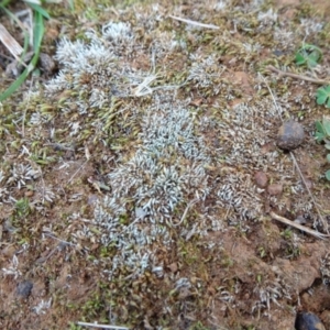 Bryum argenteum at Majura, ACT - 24 May 2021