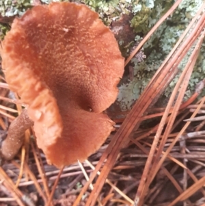 Laccaria sp. at Gundaroo, NSW - 4 Jun 2021