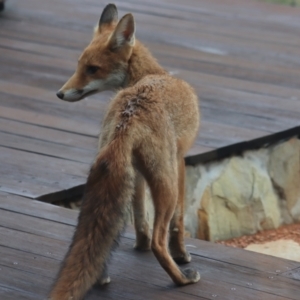 Vulpes vulpes at Gundaroo, NSW - 30 Jan 2021