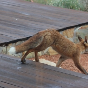 Vulpes vulpes at Gundaroo, NSW - 30 Jan 2021