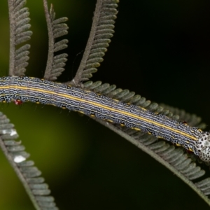 Chlenias (genus) at Bruce, ACT - 2 Nov 2020