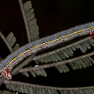 Chlenias (genus) at Bruce, ACT - 2 Nov 2020