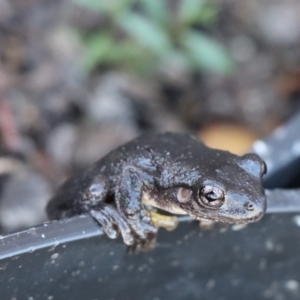 Litoria peronii at Gundaroo, NSW - 5 Mar 2021