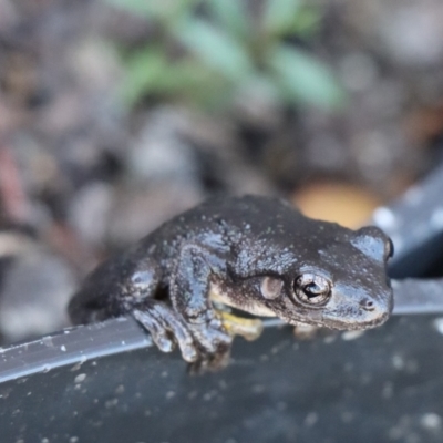 Litoria peronii (Peron's Tree Frog, Emerald Spotted Tree Frog) at Gundaroo, NSW - 5 Mar 2021 by Gunyijan