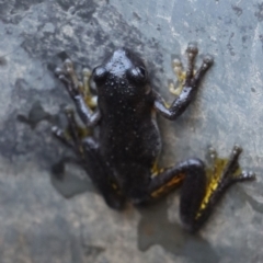 Litoria peronii at Gundaroo, NSW - 5 Mar 2021